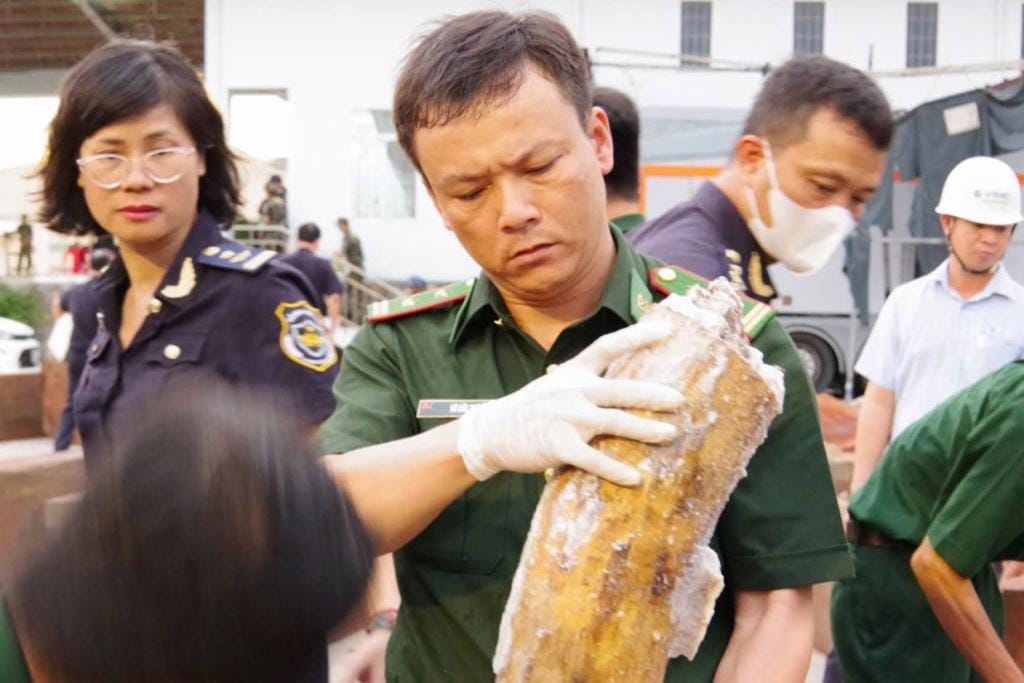 Vietnam seizes large haul of over 200 ivory tusks hidden in processed timber smuggled from Africa