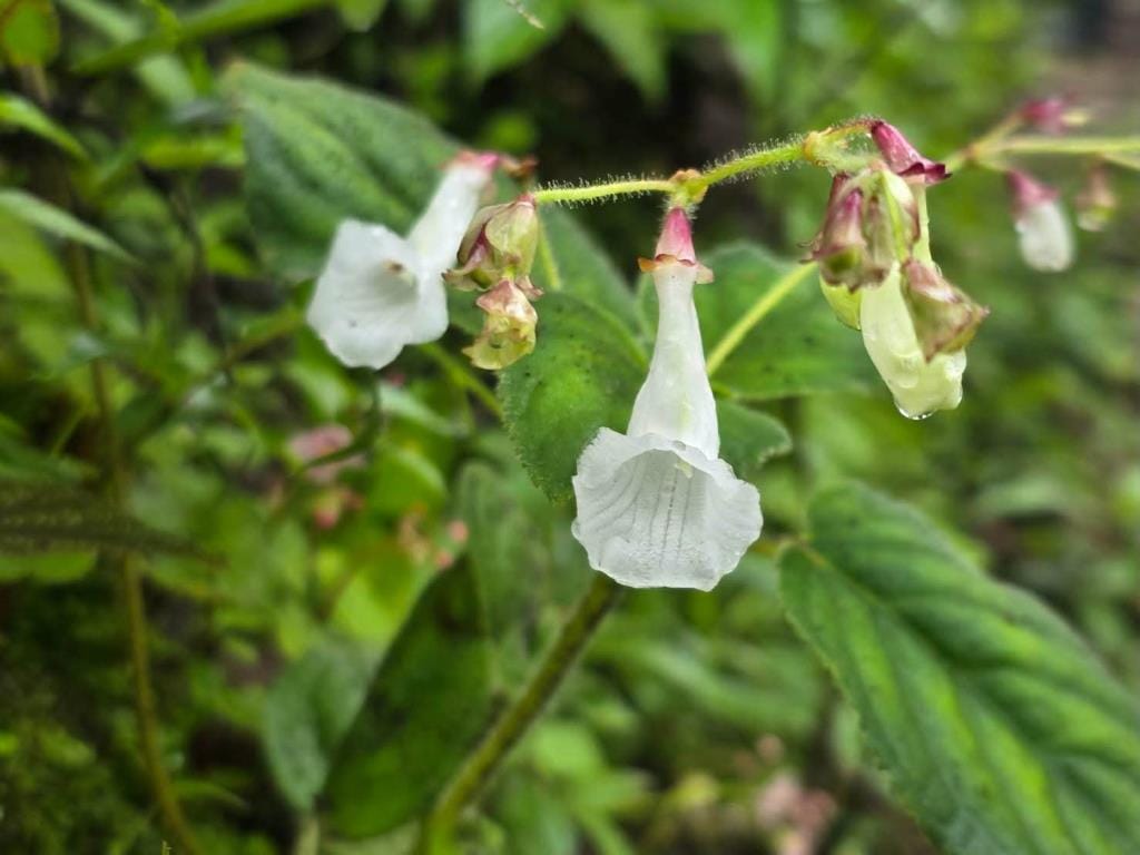 Good news! Two new plant species discovered for the world — "Kradieng Khao Khun Phawaw" and "Muang Si Anusarn"
