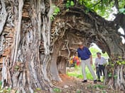 (Clip) Sensation! Bodhi tree found embracing ancient city wall of Korat — like a "Wall of Time" linking a thousand-year-old past to the present, set to become a new landmark