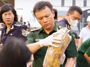 Vietnam seizes large haul of over 200 ivory tusks hidden in processed timber smuggled from Africa
