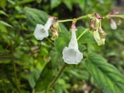 Good news! Two new plant species discovered for the world — "Kradieng Khao Khun Phawaw" and "Muang Si Anusarn"