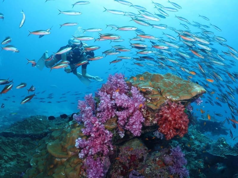 "Similan" — the paradise of the southern sea: once open for overnight stays on the island, now only day trips