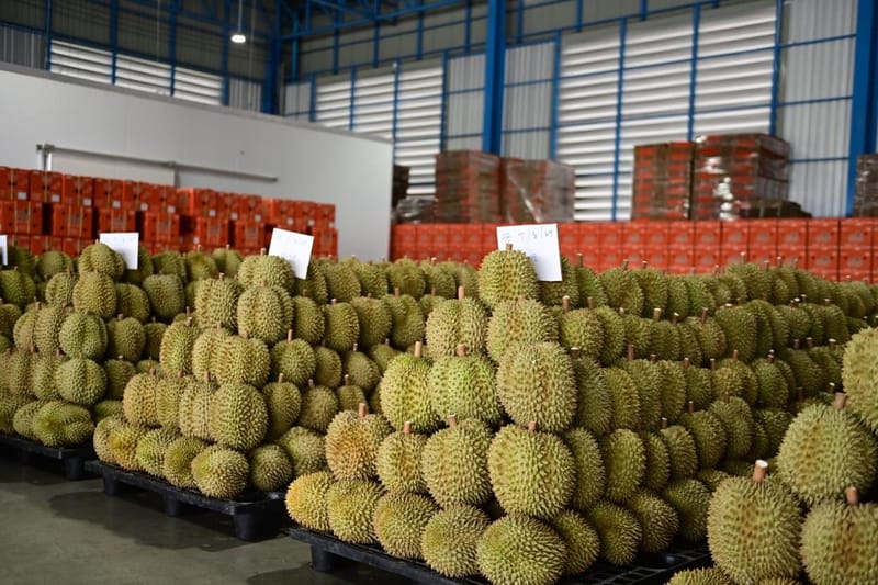 Durian exports hit 1.11 million tonnes over 7 months, valued at 127.22 billion baht, despite rising output, higher transport costs and intensifying competition