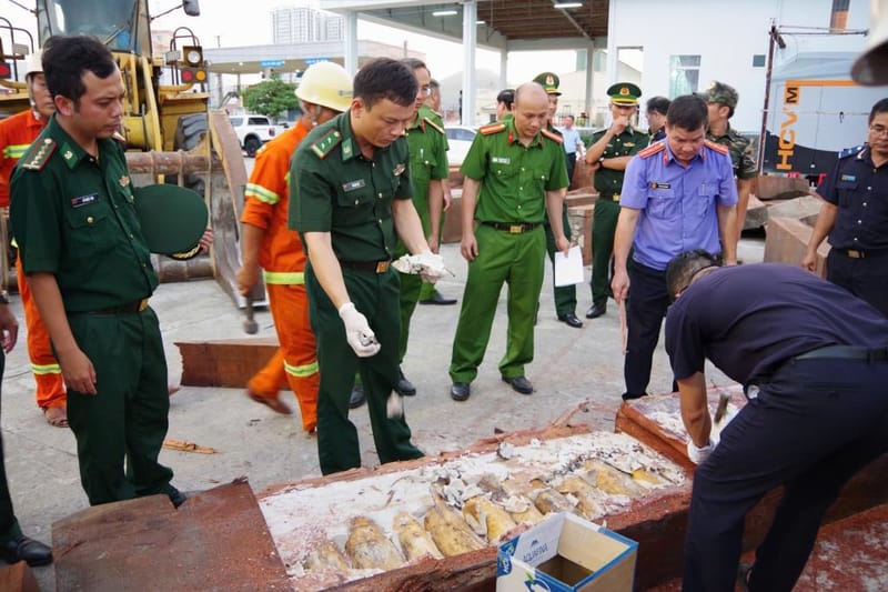 Vietnam seizes large haul of over 200 ivory tusks hidden in processed timber smuggled from Africa