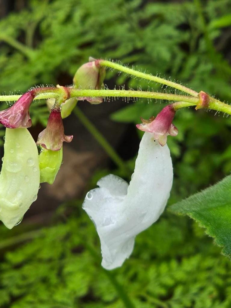 Good news! Two new plant species discovered for the world — "Kradieng Khao Khun Phawaw" and "Muang Si Anusarn"