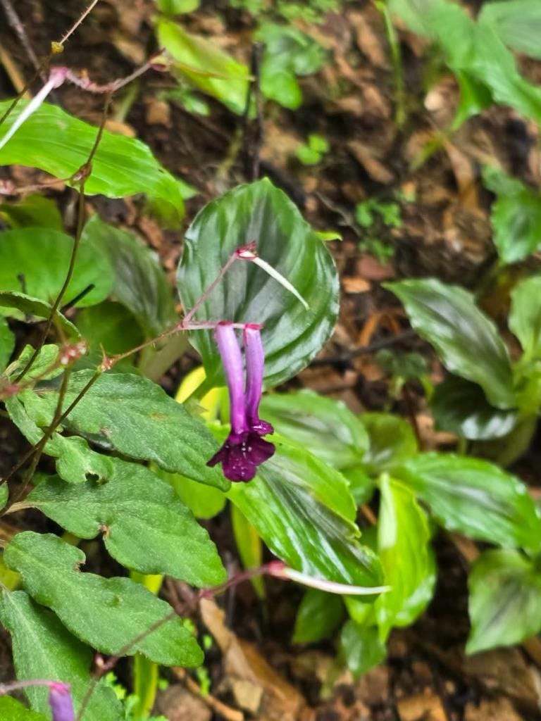 Good news! Two new plant species discovered for the world — "Kradieng Khao Khun Phawaw" and "Muang Si Anusarn"