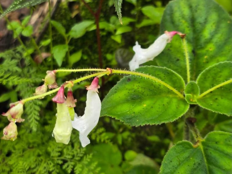 Good news! Two new plant species discovered for the world — "Kradieng Khao Khun Phawaw" and "Muang Si Anusarn"