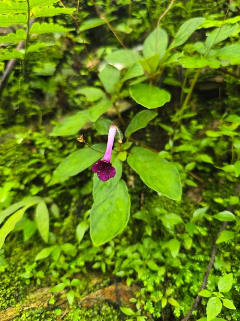 Good news! Two new plant species discovered for the world — "Kradieng Khao Khun Phawaw" and "Muang Si Anusarn"