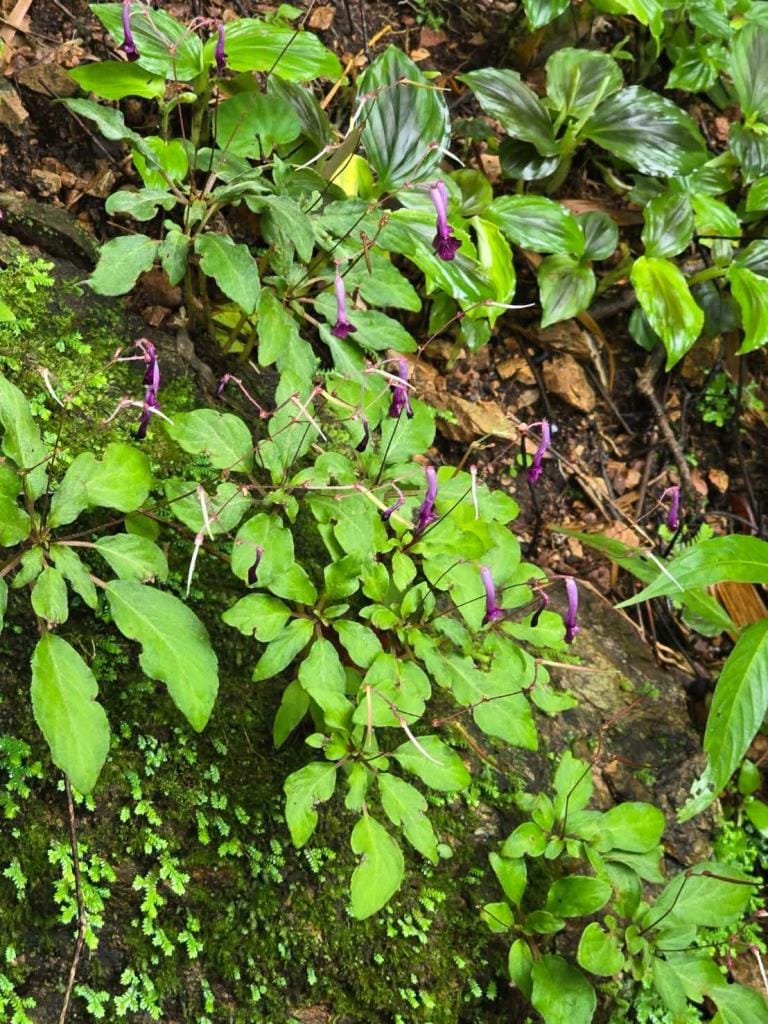 Good news! Two new plant species discovered for the world — "Kradieng Khao Khun Phawaw" and "Muang Si Anusarn"