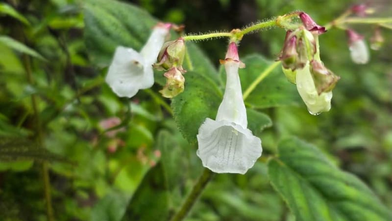 Good news! Two new plant species discovered for the world — "Kradieng Khao Khun Phawaw" and "Muang Si Anusarn"